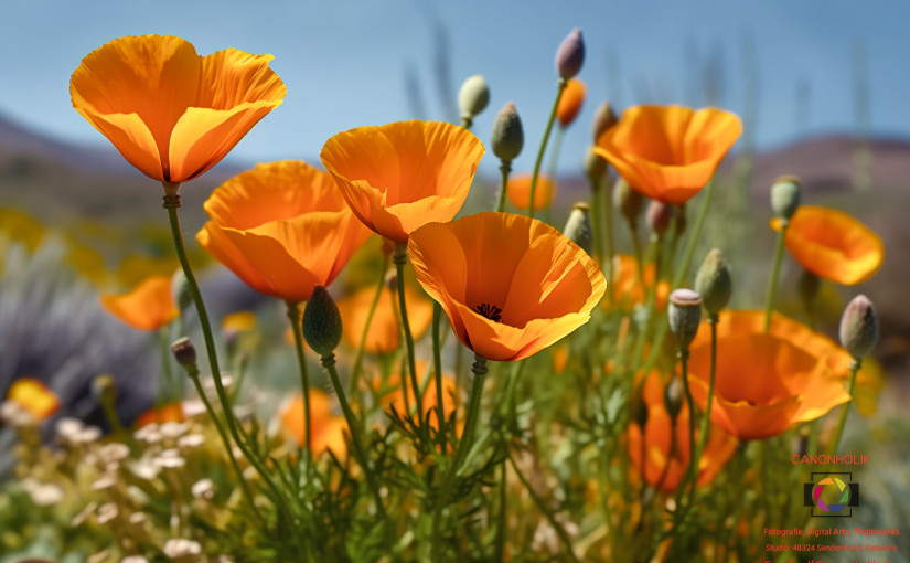 California poppyflowers (Kalifornische Mohnblumen)