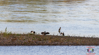Am Rhein bei Bad Honnef